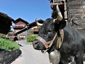 Les vaches d'Hérens