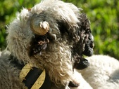 Mouton nez noir du Valais
