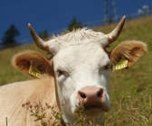 vache de Simmental vache de Simmental