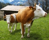 Simmental cow Simmental cow