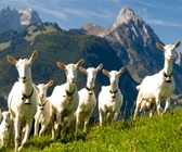 Portrait Saanengoat