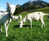 Saanen chèvre Saanen chèvre