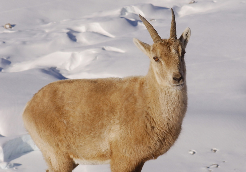 Gemse Oberhalb von Zermatt