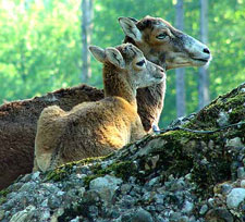 Tierpark Goldau
