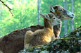 Tierpark Goldau