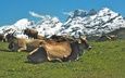 Alpsommer