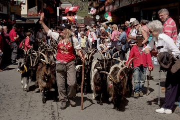 The Zermatt Geissenkehr arouses a great deal of interest among the guests