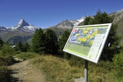The flower trail (Blumenweg) in Zermatt