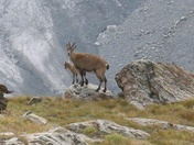 Mother Ibex with its kid. Female Ibex have shorter horns than their male partners