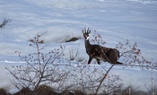 Rücksicht auf das Wild