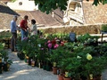 Fête de la Rose, © Marlène Rézenne