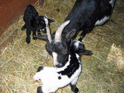 © Ferme aux Saveurs d'autrefois, Bussy-Chardonney