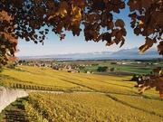 © Route du Vignoble de la Côte