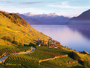 Lavaux Vineyard Terraces