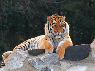 © Zoo Servion