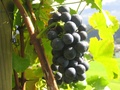 Weingut Tellen